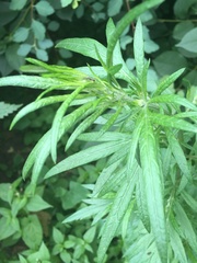 Artemisia vulgaris