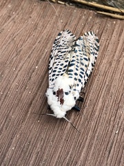 Zeuzera multistrigata