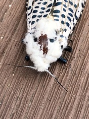 Zeuzera multistrigata