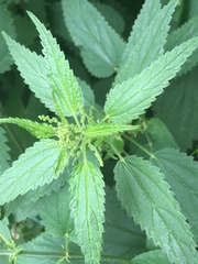 Urtica dioica