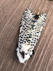 Zeuzera multistrigata