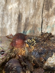 Cnemidocarpa