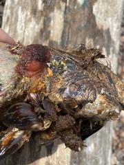 Cnemidocarpa