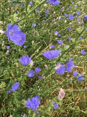 Cichorium intybus
