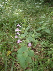 Clinopodium grandiflorum