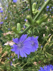 Cichorium intybus