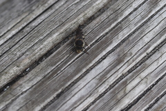 Coelioxys inermis