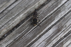 Coelioxys inermis