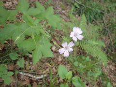 Geranium gracile