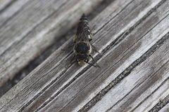 Coelioxys inermis