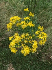 Jacobaea vulgaris