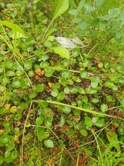 Salix herbacea