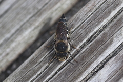 Coelioxys inermis