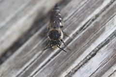 Coelioxys inermis