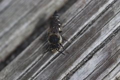 Coelioxys inermis