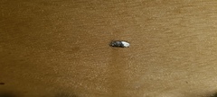 Apotomis betuletana