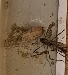 Agonopterix subpropinquella