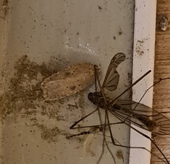 Agonopterix subpropinquella