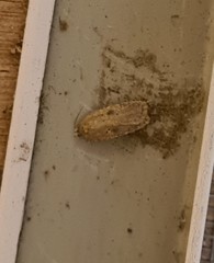 Agonopterix subpropinquella