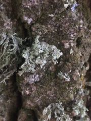 Ramalina baltica