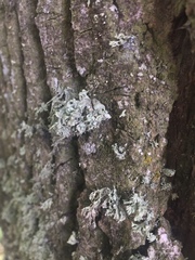 Ramalina baltica