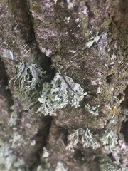 Ramalina baltica