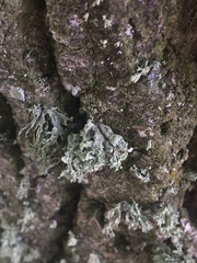 Ramalina baltica