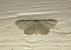 Idaea sylvestraria
