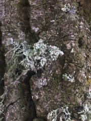 Ramalina baltica