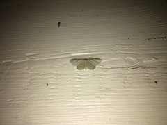 Idaea sylvestraria