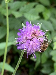 Eristalis pertinax