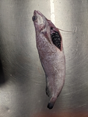 Gadiformes