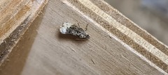 Apotomis betuletana