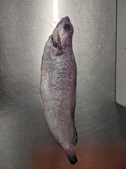 Gadiformes