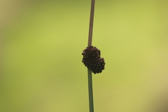Juncus conglomeratus