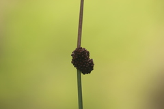 Juncus conglomeratus