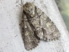 Acronicta adaucta