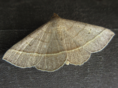 Paracolax trilinealis