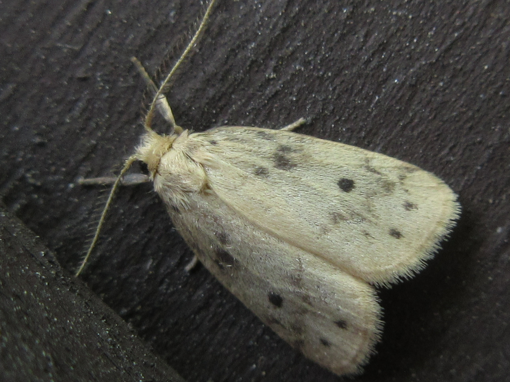 Thumatha ochracea