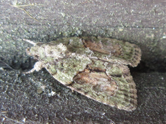 Cryphia bryophasma