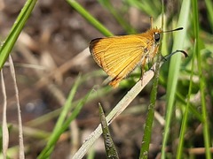 Thymelicus acteon