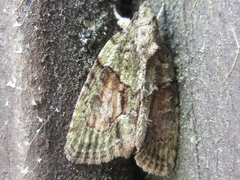 Cryphia bryophasma