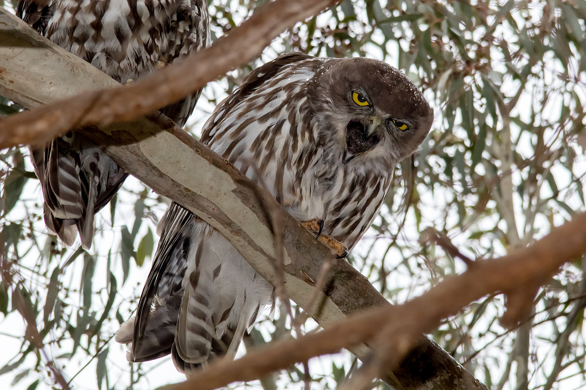 Barking Owl illustration