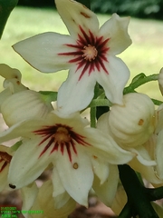 Cola nitida