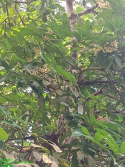 Cola nitida