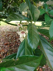 Cola nitida