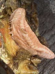 Eupentacta fraudatrix