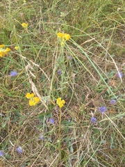 Helichrysum arenarium