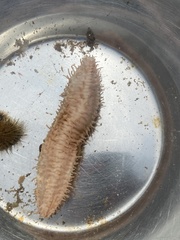 Eupentacta fraudatrix