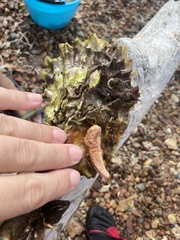 Eupentacta fraudatrix